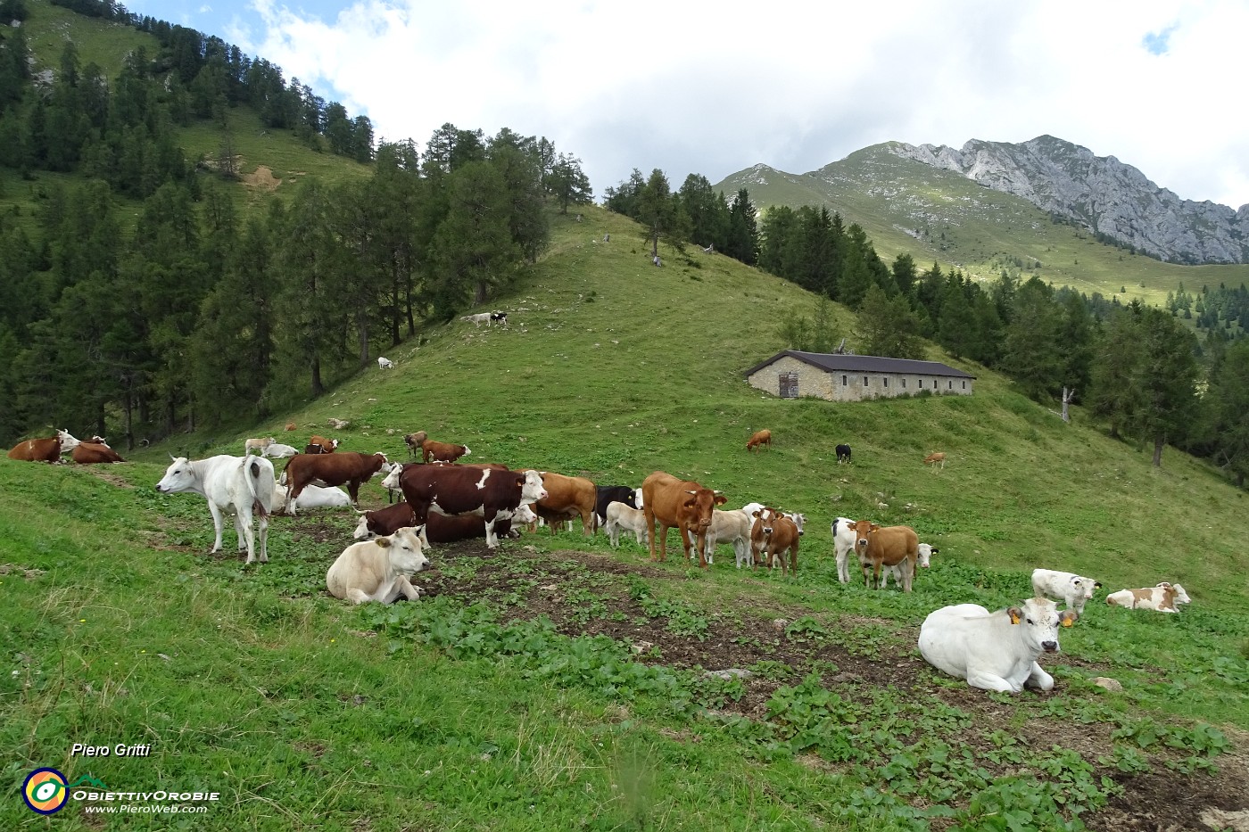 43 Passo attraverso la mandria ad imboccare il sentiero 118 per Passo di Monte Colle.JPG